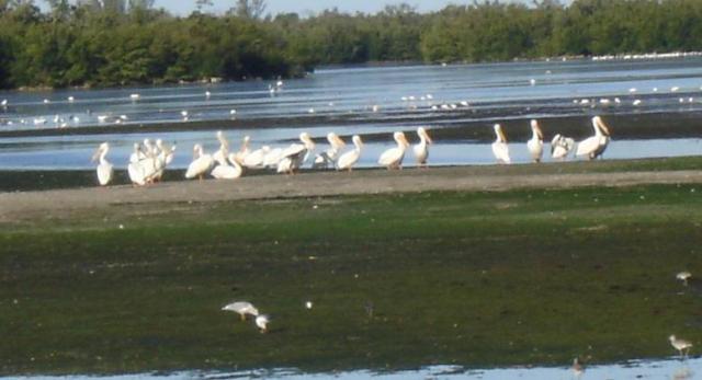 American White Pelican